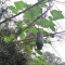 好神奇的一个南瓜，它居然爬到了树上，必须把它摘来吃了