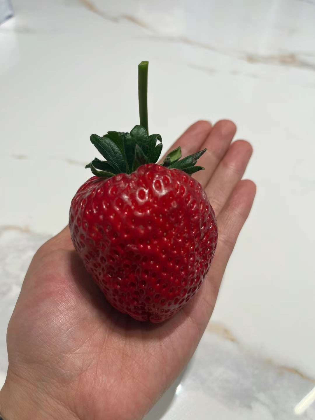 挑战全网最大的草莓！还有谁？