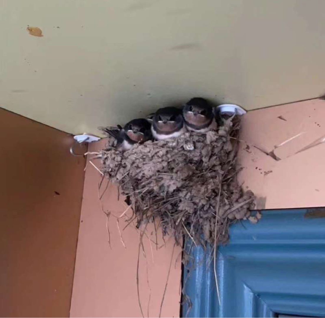 燕子来家里筑巢了，应该赶出去吗？