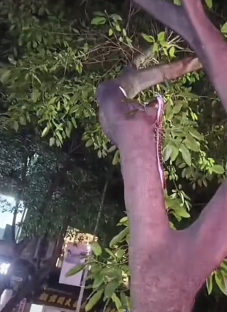 走路小心！网友拍到南川东风路树上有蛇！