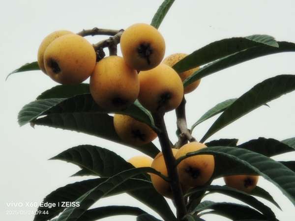 IMG_20250524_094455.jpg