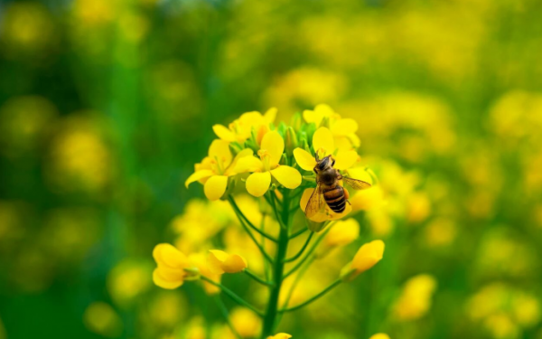 蜜蜂黄花（截图）.png