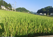 喜看丰收在望